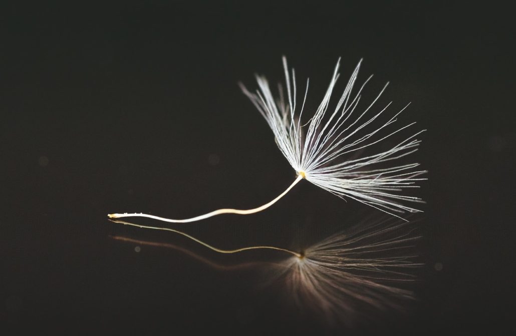 seeds-3412027_1280