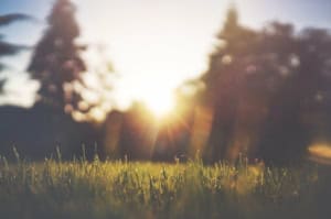 herbe_coucher_de_soleil_paisible