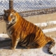 fat tiger sitting in the snow,